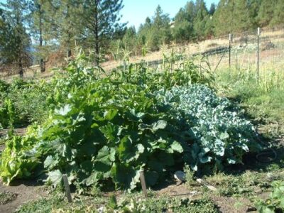 LivingOff Grid – Our garden at Elevation 4200' Image